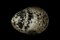 藏品(漁舟蜑螺)的圖片